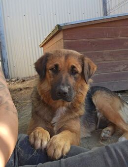 BEA - charmant & verschmust - Kallmünz