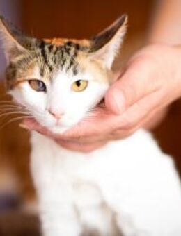Isolde aus dem Tierschutz - Grevenbroich