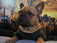 Französische Bulldogge “Teddy”, 3 Jahre alt, sucht liebevolles Für-Immer-Zuhause - Ottobrunn