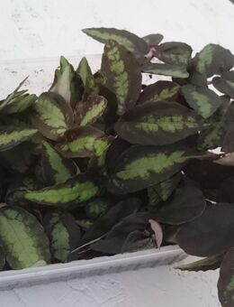Diverse Pflanzenableger Ranken Terrarienpflanzen - Laupheim