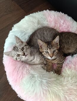 Katzen Baby - Schefflenz