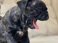 Französische Bulldoggen Welpen in 56170