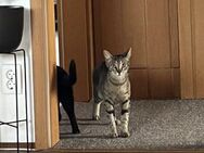 Sanfter junger Kater MITHU sucht Zuhause - Berlin