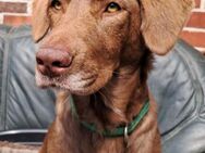 Super liebe Daisy sucht ein Zuhause - Tornesch