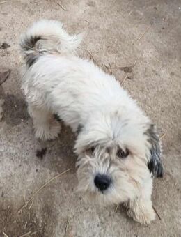 Struppi - neugierig und verträglich - Westerholt