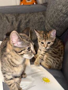 Süße Katzenbabys suchen ein liebevolles Zuhause - Bobingen Zentrum