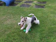 Foxterrier Welpen/ drahthaar/ tricolor mit Ahnentafel - Steyerberg