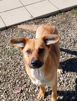 💖 Treue Stella sucht Liebe 💖NOTFALL - Eislingen (Fils)