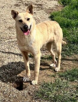Die liebe 💕 Deer 💕sucht Familie (E) - Ludwigshafen (Rhein)