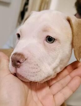 *abgabebereit* American Bully Welpe Rüde - Leipzig