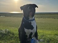 American Bully XL (4 Jahre) abzugeben - Emden