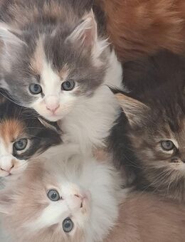 Wunderschöne Reinrassigen Main Coon Kitten XXL - Wiesbaden