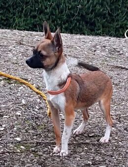 Chihuahua Hündin kurzhaar 1 Jahr - Mainz