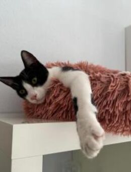 Donut, freundlicher Katerkumpel, 1J 855 - Vaterstetten