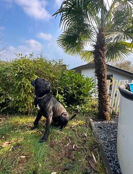 Cane Corso Männchen 2 Jahre alt - Pulheim