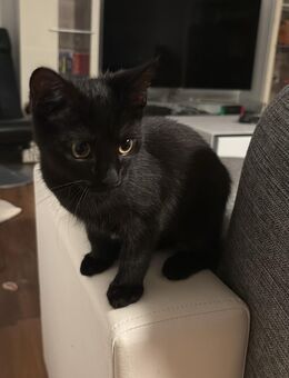Kater Nero - Balingen