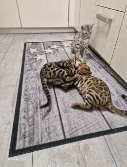 Bengal Kitten geboren 29.06.25 - Hamburg