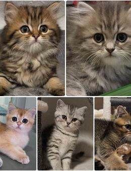 BKH-Kitten mit Stammbaum - Troisdorf