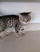 BKH Kitten in 89584