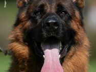 Deutsche Schäferhund Welpen aus Kör- und Leistungszucht - Diepholz