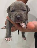 American Bully XL Welpen in 17337
