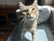 Katzenmädchen Mila sucht Kuschelplatz - Ellerbek