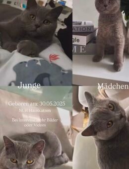 Kitten suchen liebevolles neues Zuhause - Münster