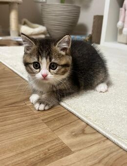 Kitten abzugeben wegen Allergien abzugeben - Dortmund
