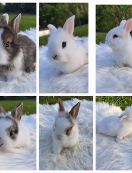 Kaninchen Hasen minilops Löwenkopf Löwenköpfchen - Geldern