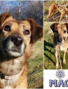 MACI * liebe Seele s. einfühlsames Heim - Duisburg