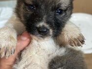 Lilo sucht ihre Familie - Celle