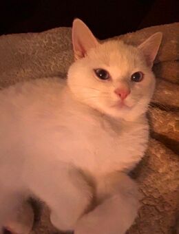 Bkh+Ekh mix Kater 250€ - Essen