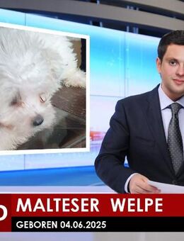 Malteser Welpen - Wittingen