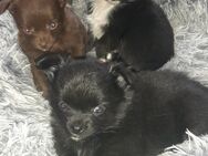 Sehr süße Pomchiwelpen(Pomeranian Zwergspitz x Chihuahua) - Harburg (Schwaben)