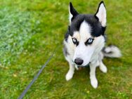 Siberian Husky - Blomberg (Nordrhein-Westfalen)