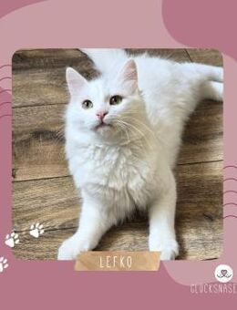 Katzenjunge Lefko ist neugierig auf Dich - Lalendorf