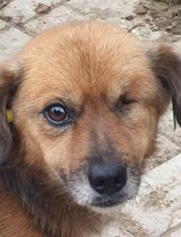 SPIRELLI-verschmuster,ruhiger Rüde,33cm - Rösrath