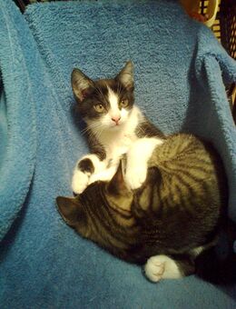 Katzenmädchen und/ oder Katzenjunge möchten Weihnachten bei dir sein - Merseburg Geusa