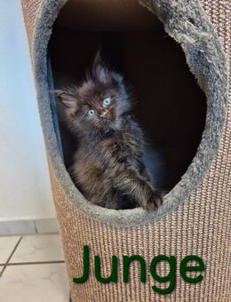 Maine Coon Kitten - Osnabrück