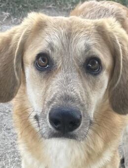 Berita, geb. ca. 01/2023, Griechenland - Markdorf