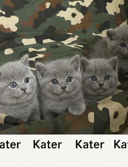 🐾 Britisch Kurzhaar Kitten – 3 Kater & 1 Katze – Abgabe ab 03.07.2025 - Herford (Hansestadt)