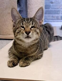 süße Billie sucht liebevolles Zuhause - Bergheim (Nordrhein-Westfalen)