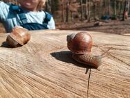 ☘️☘️ Standortleitung im Waldkindergarten (m/w/d) - Augsburg ☘️☘️ - Augsburg