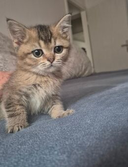 Reinrassige Bkh Kitten in silver grey und Black golden Ticked - Herten Zentrum