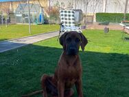 Liebe Ridgeback zu verkaufen - Köln