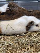 Zwei Meerschweinchen in 31606