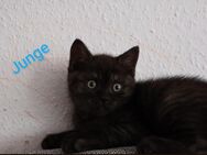 BKH Kitten - Griesheim