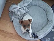 jack russel 2.5 months 700 euros - Frankfurt (Main) Ostend