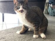 GIZMO - sensibler Kater sucht ........ - Kempen