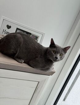 Russisch Blau Kater (Mix?) - Rödermark Zentrum